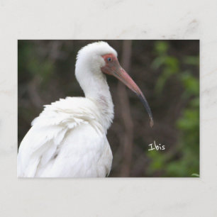 Ibis-Vogel-Foto-Postkarte Postkarte