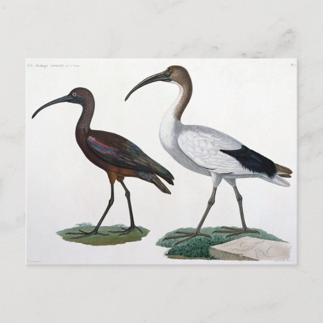 Ibises, von 'Description de l'Eypte', 1817 Postkarte (Vorderseite)