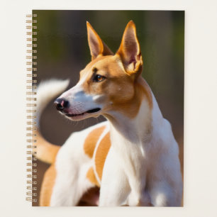Ibiza-Hund Planer