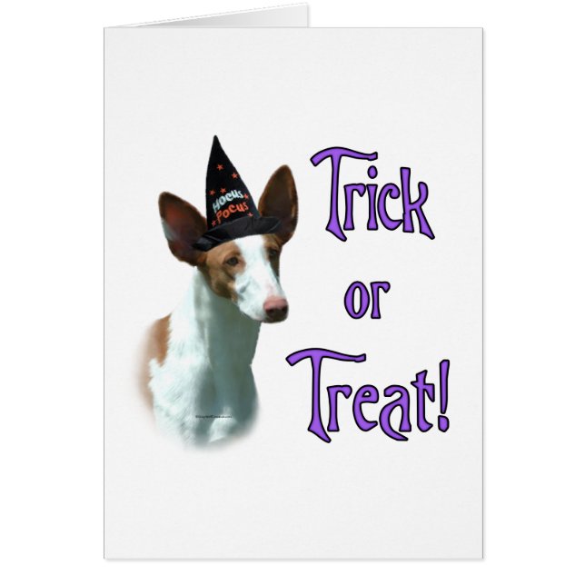 Ibizan Hound Trick (Vorne)