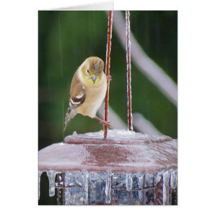 Ice Dancer - Goldfinch-Vogel