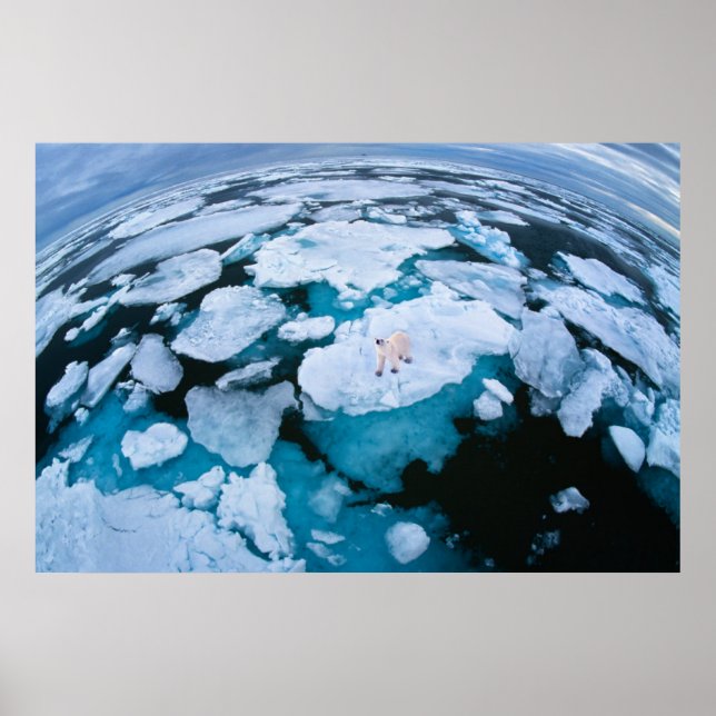 Ice & Snow | Polar Bear, Arctic Ocean, Svalbard Poster (Vorne)