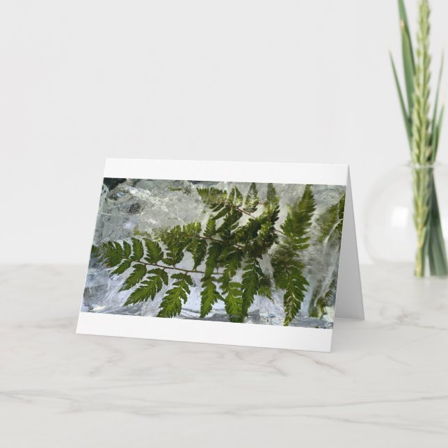 Iced Ferns, Karte (Vorderseite)