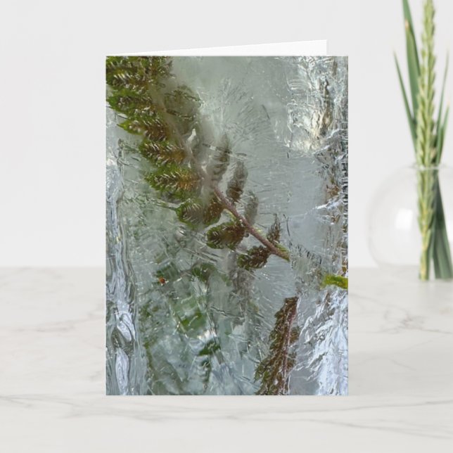Iced Ferns, Karte (Vorderseite)