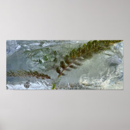 Iced Ferns, Poster
