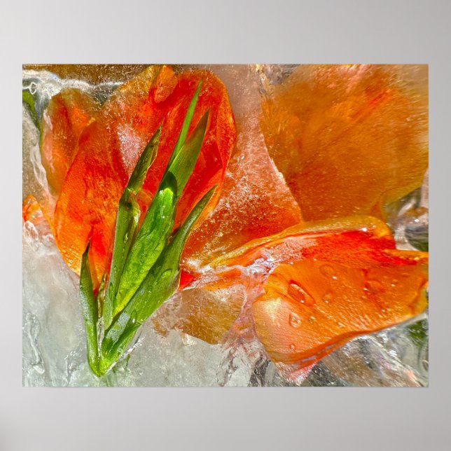 Iced Gladioli Poster (Vorne)