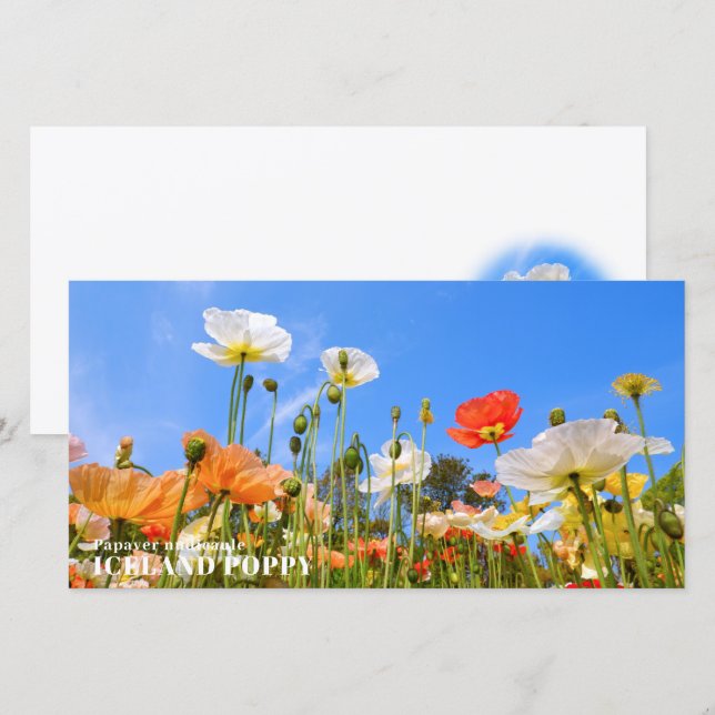 Iceland Poppy Karte (Vorne/Hinten)
