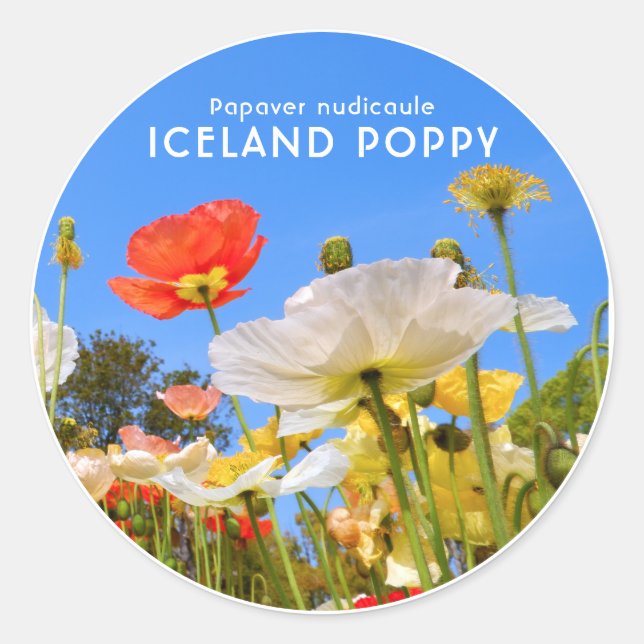 Iceland Poppy Runder Aufkleber (Vorderseite)