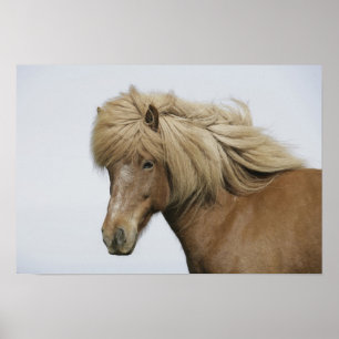 Iceland. Portrait of an Icelandic horse. Poster