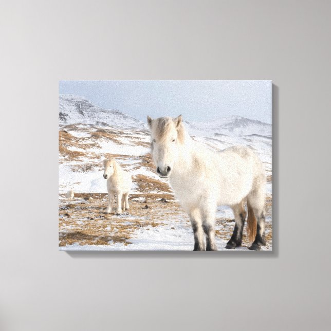 Icelandic Horse | Blonduos, Iceland Leinwanddruck (Vorderseite)