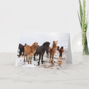 Icelandic Horse During Winter Iceland Karte