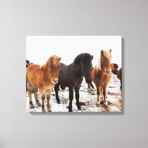 Icelandic Horse During Winter Iceland Leinwanddruck
