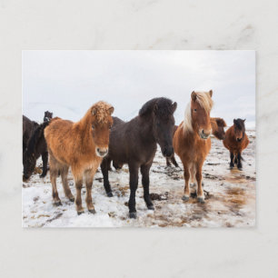 Icelandic Horse During Winter Iceland Postkarte
