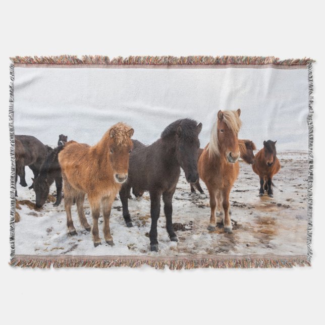 Icelandic Horse during winter on Iceland Decke (Vorderseite)