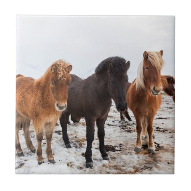 Icelandic Horse during winter on Iceland Fliese (Vorderseite)