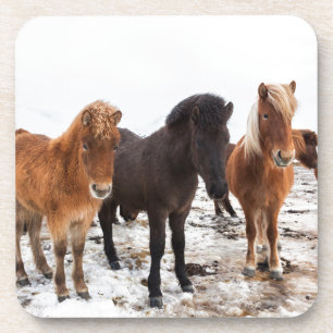 Icelandic Horse during winter on Iceland Getränkeuntersetzer