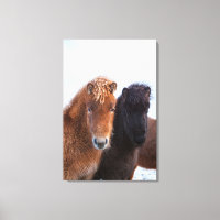 Icelandic Horse during winter on Iceland