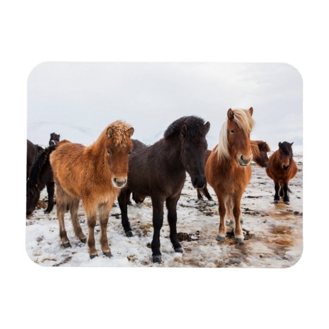 Icelandic Horse during winter on Iceland Magnet (Horizontal)
