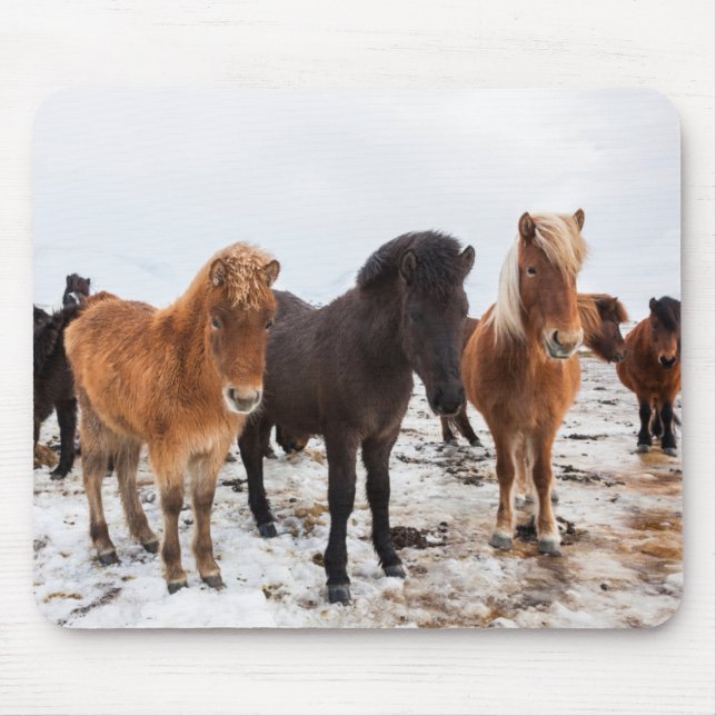 Icelandic Horse during winter on Iceland Mousepad (Vorne)