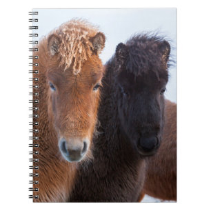 Icelandic Horse during winter on Iceland Notizblock
