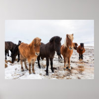 Icelandic Horse during winter on Iceland