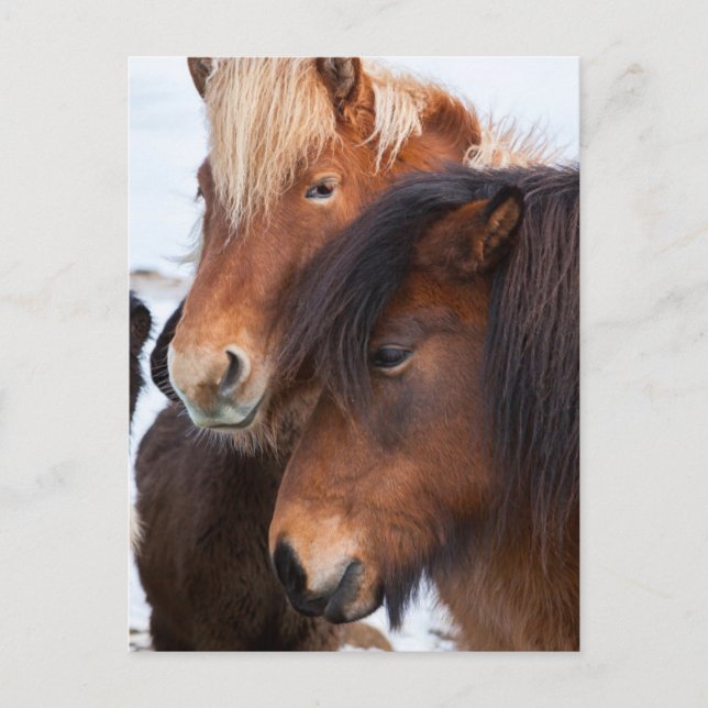 Icelandic Horse during winter on Iceland Postkarte (Vorderseite)