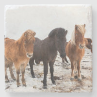Icelandic Horse during winter on Iceland