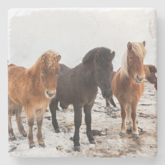 Icelandic Horse during winter on Iceland Steinuntersetzer (Vorderseite)