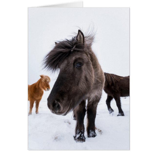 Icelandic Horse portrait (Vorne)