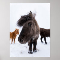 Icelandic Horse portrait