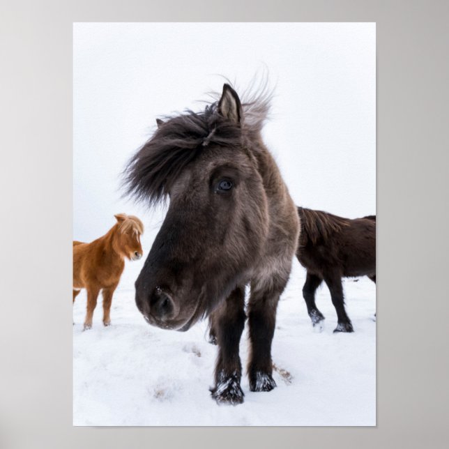 Icelandic Horse portrait Poster (Vorne)