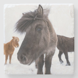 Icelandic Horse portrait Steinuntersetzer