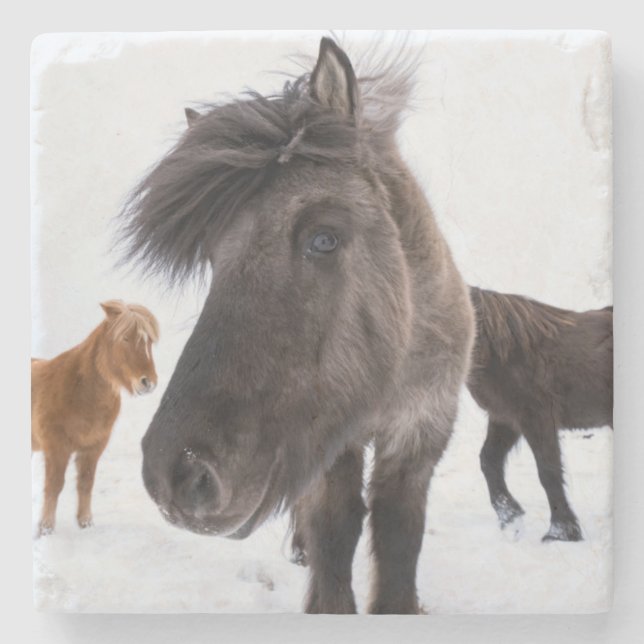 Icelandic Horse portrait Steinuntersetzer (Vorderseite)