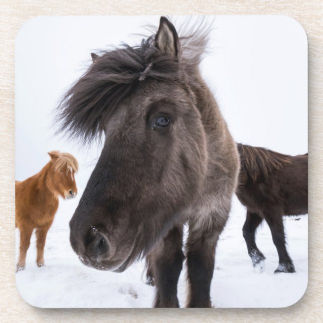Icelandic Horse portrait Untersetzer (Vorderseite)