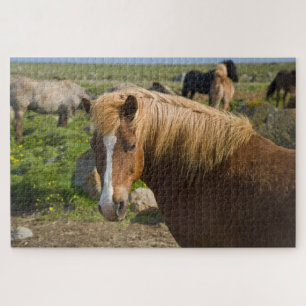 Icelandic Horses in Northeastern Iceland