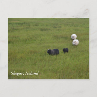 Icelandic Sheep Postkarte