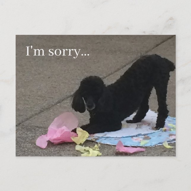 Ich bedaure Postkarte, Poodle Postkarte, Hundepost Postkarte (Vorderseite)