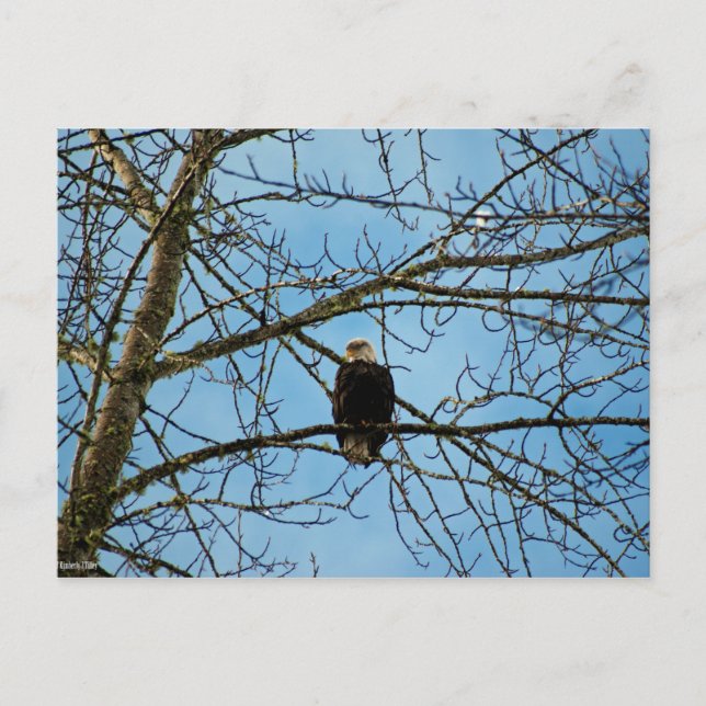 Ich beobachte dich postkarte (Vorderseite)