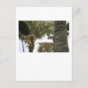 Ich bin auf Island Time! Postkarte