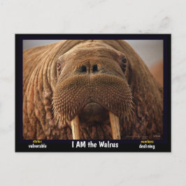 Ich bin der Walrus, ein gefährdetes Tier - Postkarte