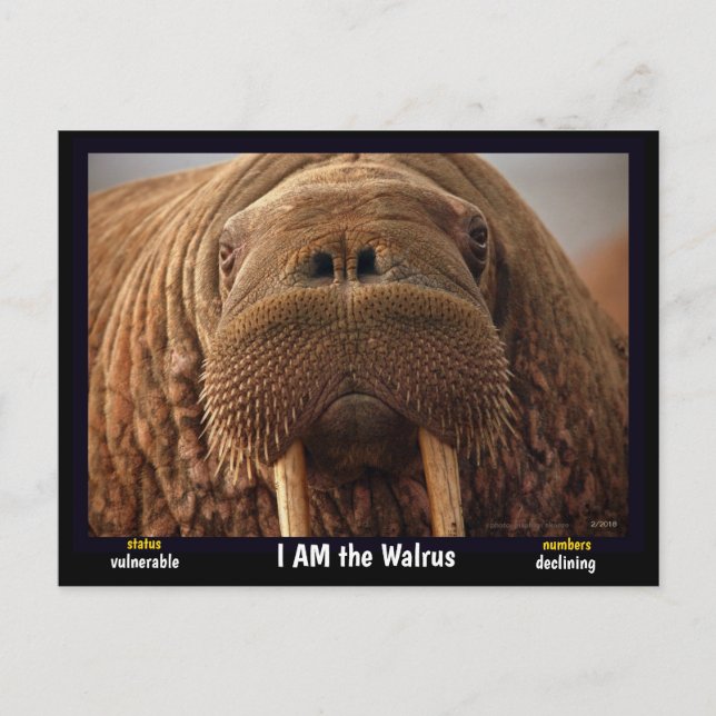 Ich bin der Walrus, ein gefährdetes Tier - Postkarte (Vorderseite)