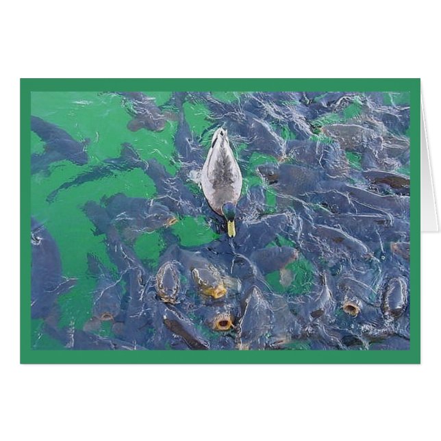 Ich bin ein Fisch… (Vorderseite (Horizontal))