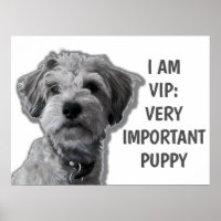 Ich bin ein VIP: Sehr wichtiger Welpe, niedlicher
