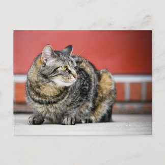 Ich bin eine Katze! Postkarte