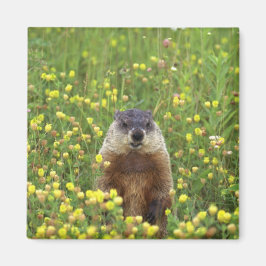 Ich bin Groundhog Magnet