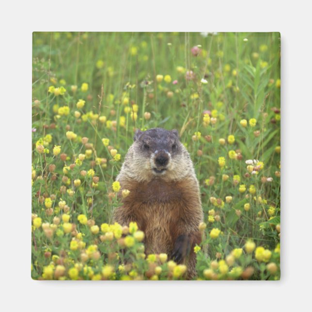 Ich bin Groundhog Magnet (Vorne)