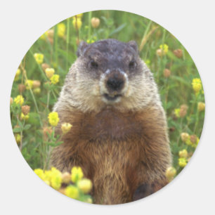 Ich bin Groundhog Sticker