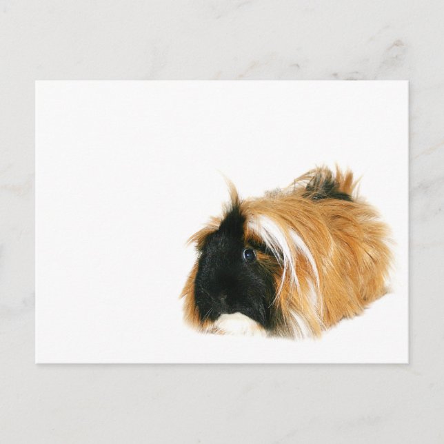 Ich bin kein Tribble Postkarte (Vorderseite)