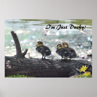 Ich bin nur ducky! Poster -36x24 -andere Größen
