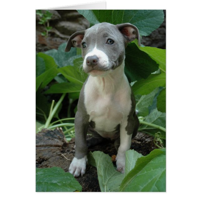 Ich bin olivgrün (Vorne)